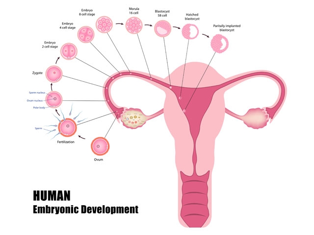 Dr. Javid OB-GYN