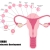 Dr. Javid OB-GYN